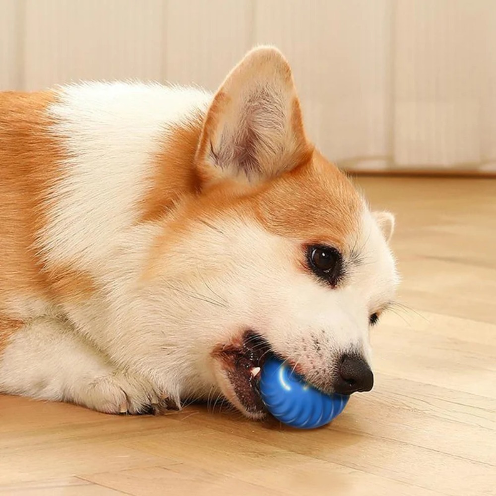 Nowa 1-częściowa automatyczna  – Automatic Moving Dog Ball recenzja i cena