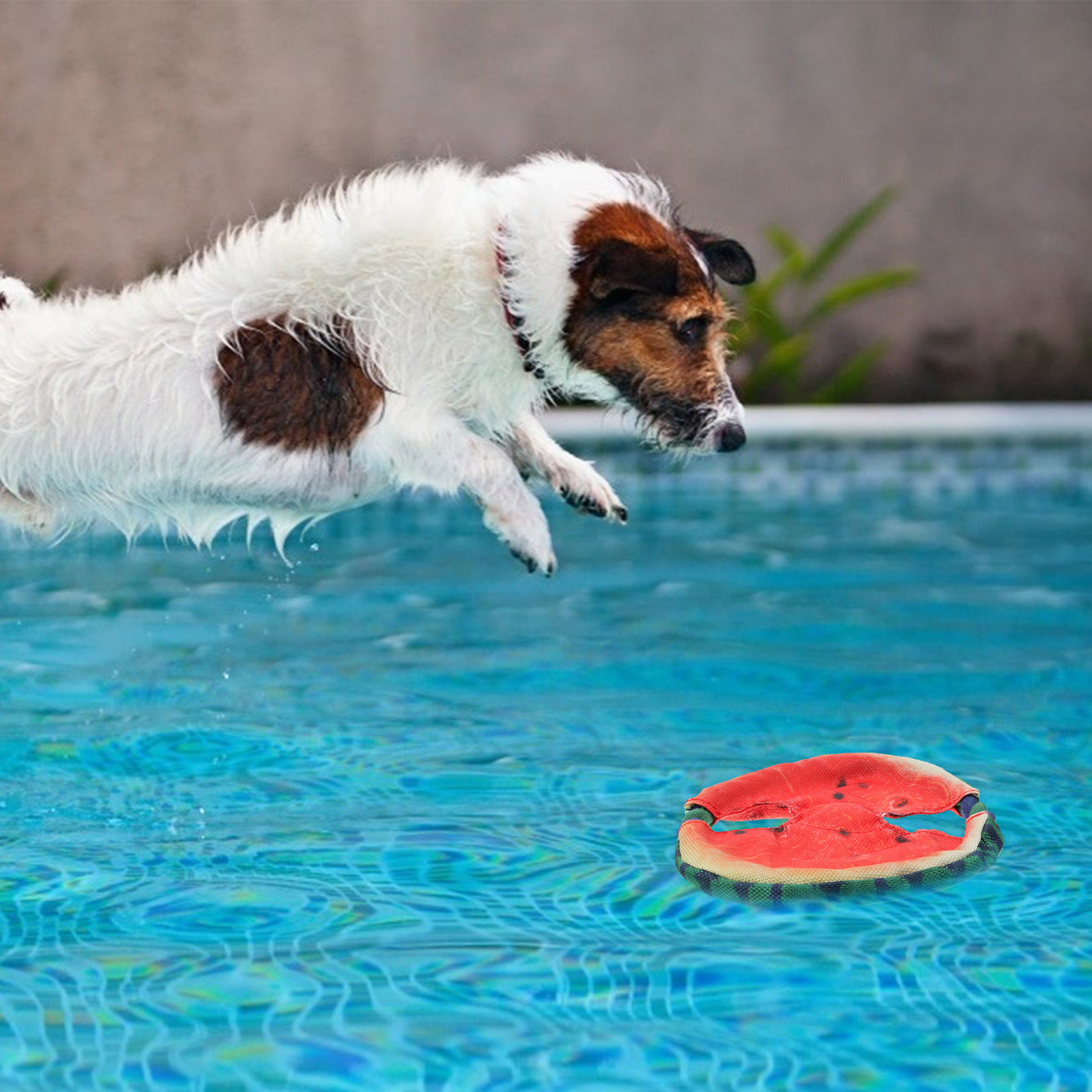 Lekki, pływający frisbee dla p – Flying Disc Dog Training Toy recenzja i cena